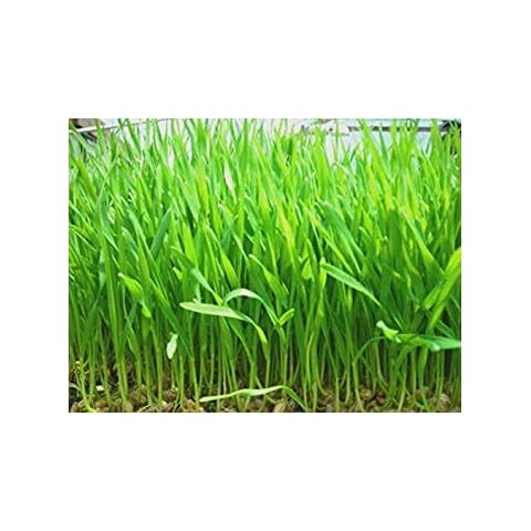 Potseed thumbnail