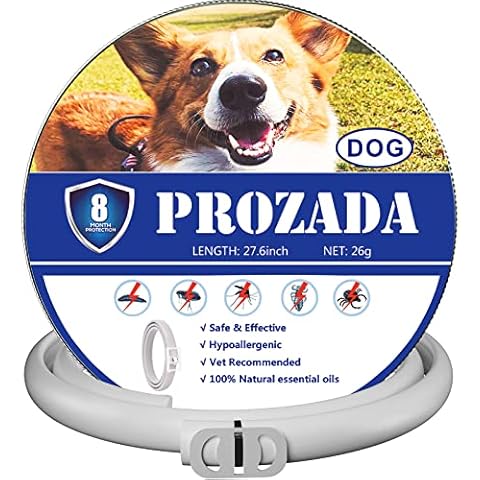PROZADA thumbnail