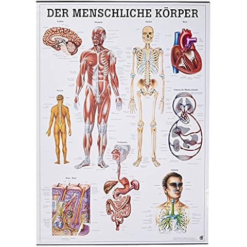 Rdiger- Anatomie GmbH thumbnail