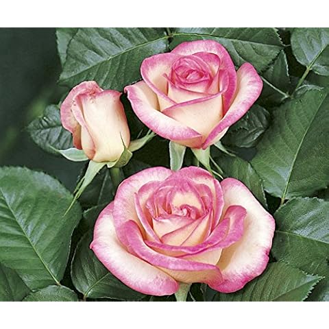 Rosen Union Edelrose thumbnail