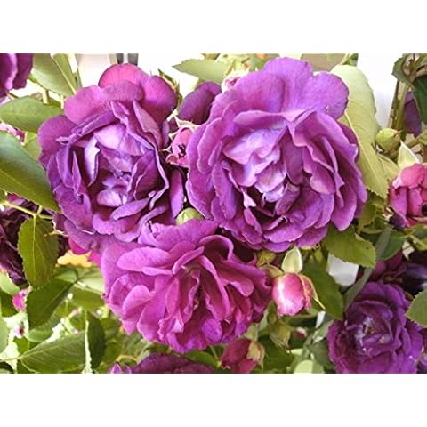 Rosen Union Kletterrose thumbnail