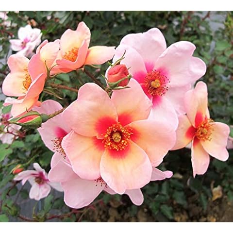 Rosen Union Persica-Rose thumbnail