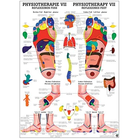 Ruediger Anatomie thumbnail