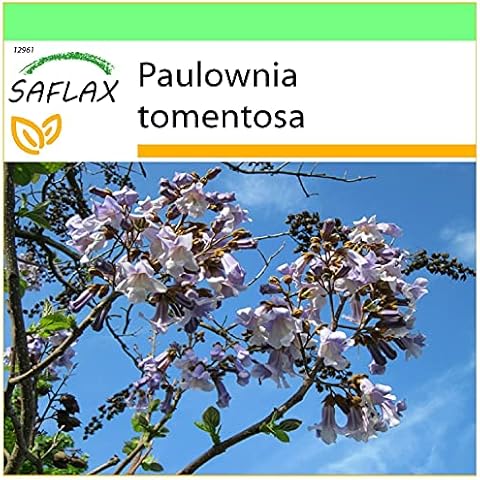 SAFLAX thumbnail