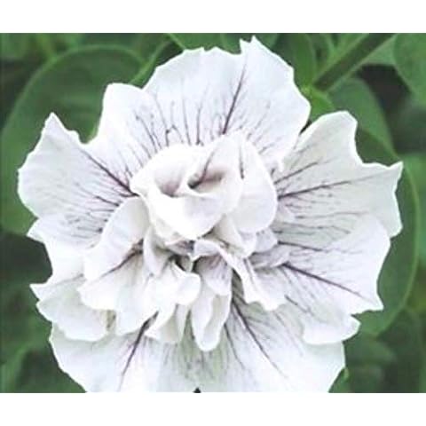 ScoutSeed thumbnail
