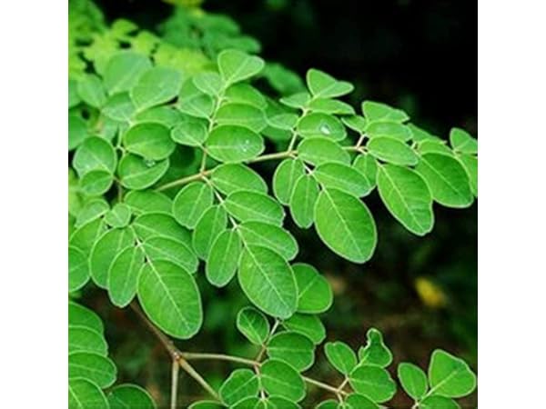 Semillas de árboles Miniatura