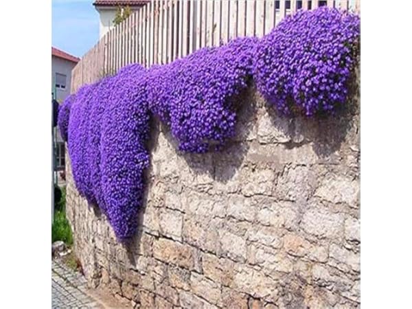 Semillas de flores Miniatura