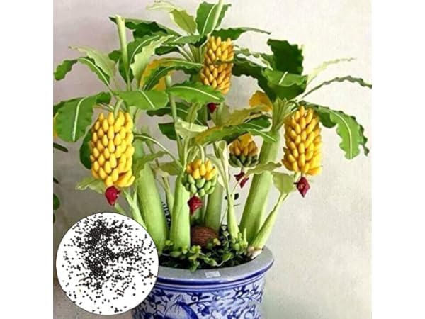 Semillas de frutales Miniatura