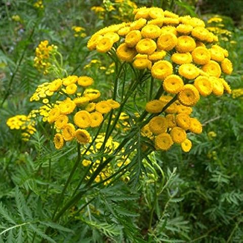 Semisauvage Permaculture thumbnail