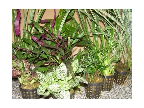 Terrarienpflanzen Vorschaubild
