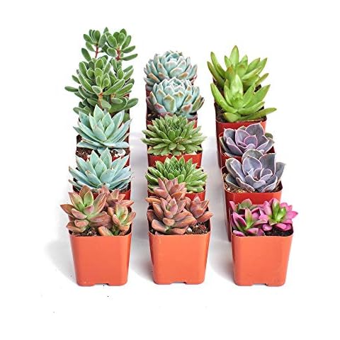 TodoCactus thumbnail