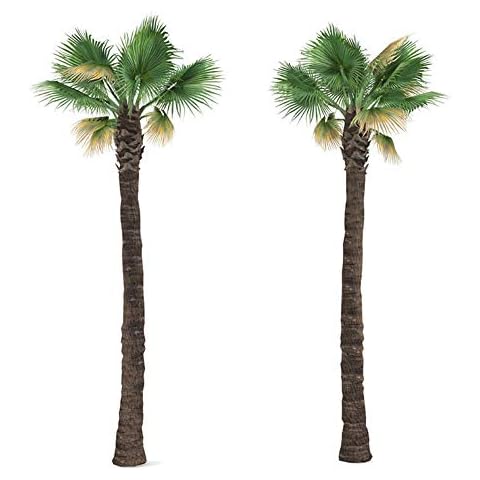 Tropical-Seeds thumbnail