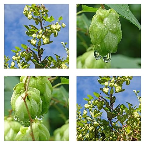 Tropical-seeds thumbnail
