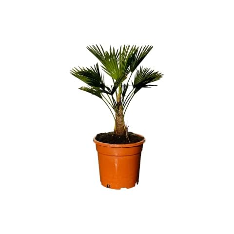 Tropictrees thumbnail