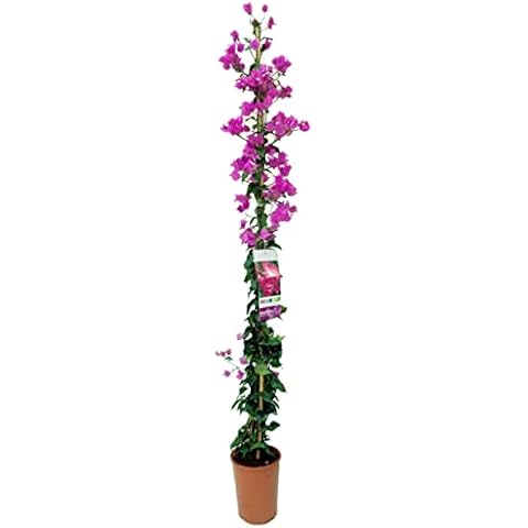 Viparplant thumbnail