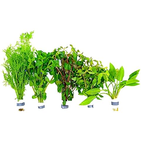 WaterPlants thumbnail
