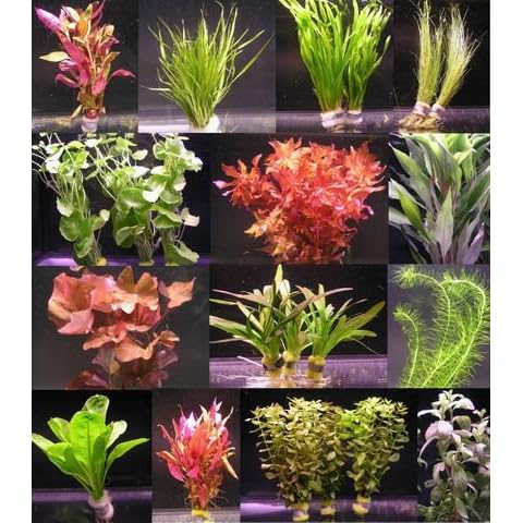 WFW Wasserflora thumbnail