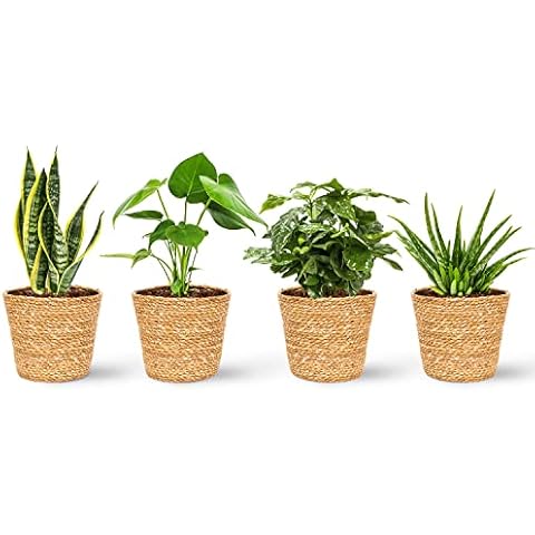 WL PLANTS thumbnail