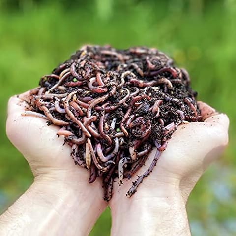 WormBox thumbnail