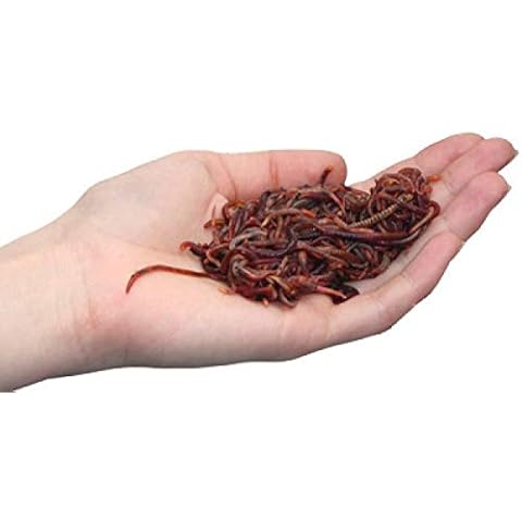 Wurmwelten.de thumbnail