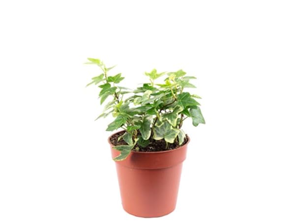 Zimmerblumen Vorschaubild